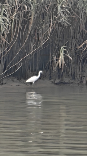 Little Egret