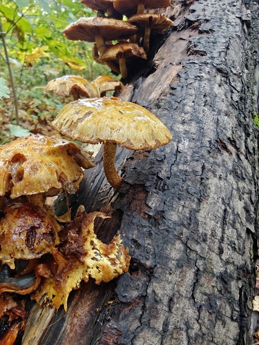 Golden Pholiota