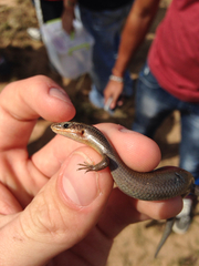 Plestiodon tetragrammus brevilineatus