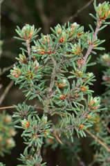 Pultenaea daltonii