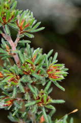 Pultenaea daltonii