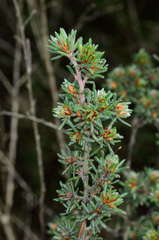 Pultenaea daltonii