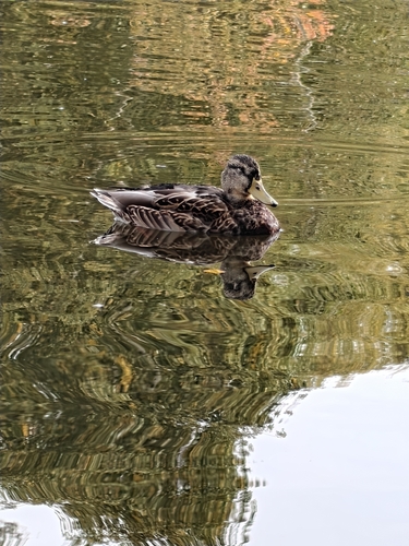 Mallard