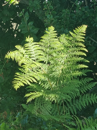 common bracken