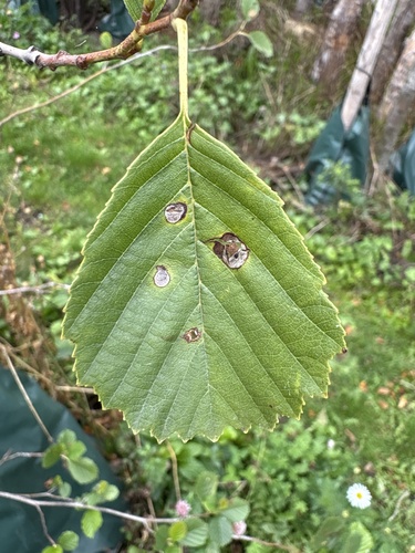 common alder