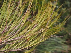 Dracophyllum filifolium