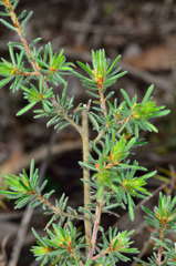 Pultenaea daltonii