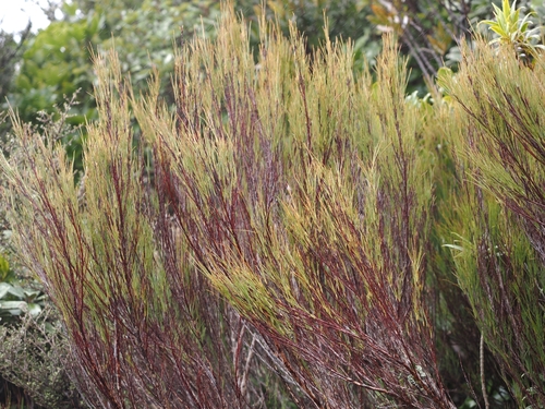 Dracophyllum filifolium, photograph 1