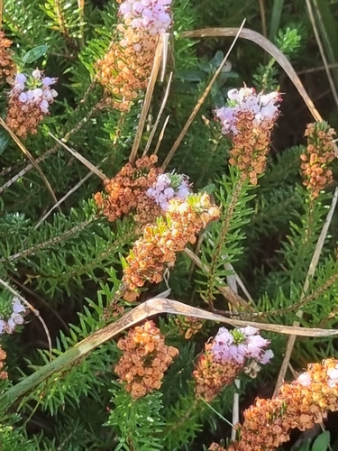 Cornish Heath