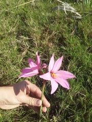 Zephyranthes estensis