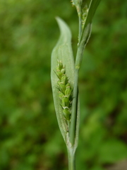 Carex glaucodea