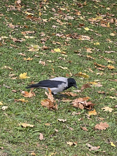 Hooded Crow