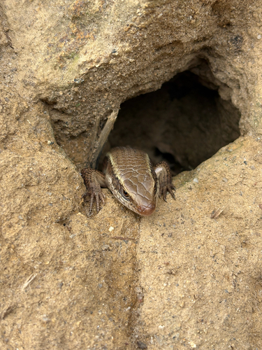 Hambegamuwa Sun Skink