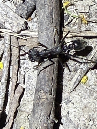 Inch Ant