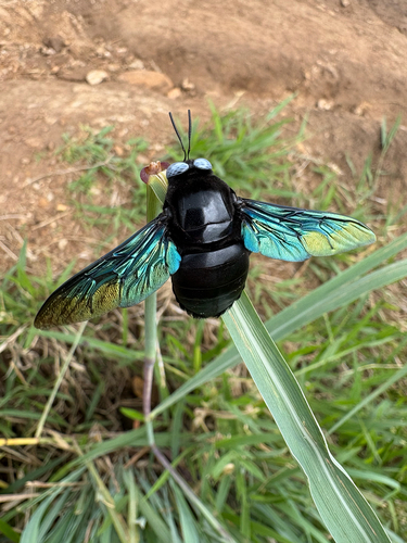 Slender-scaped Carpenter Bee
