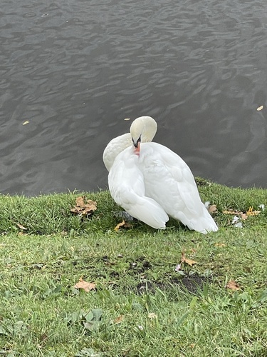 Mute Swan