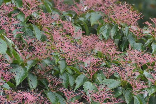 Cornus macrophylla observed 2026-09-23