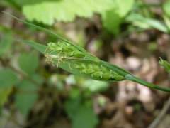 Carex glaucodea