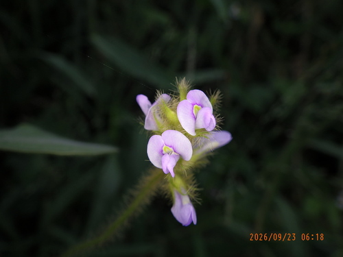 Calopogonium mucunoides observed 2026-09-23