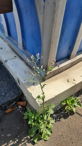 Cyanthillium cinereum, photograph 2