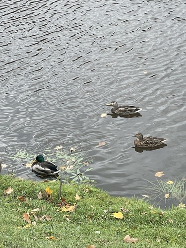 Mallard