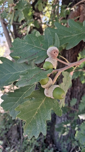 downy oak
