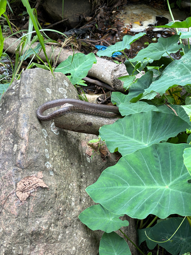 Oriental Rat Snake