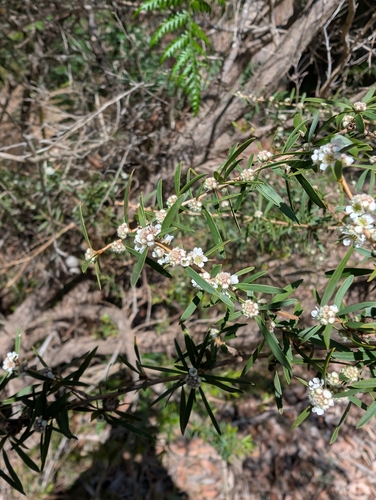 Taxandria linearifolia, photograph 5