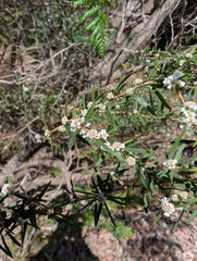 author not stated, no rights reserved Taxandria linearifolia, photograph author not stated, no rights reserved