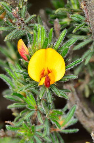 Pultenaea daltonii · iNaturalist