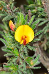 Pultenaea daltonii