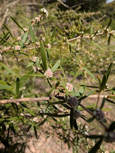 Taxandria linearifolia, photograph 6