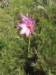Zephyranthes estensis