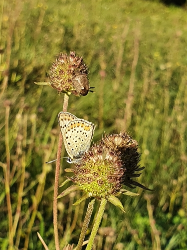 Sooty Copper