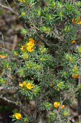 Pultenaea daltonii