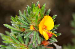Pultenaea daltonii
