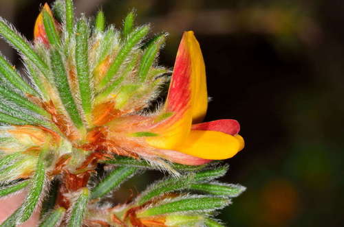 Image of Pultenaea daltonii by (c) Chris Lindorff, some rights reserved (CC BY)