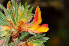 Pultenaea daltonii