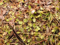 Leptinella squalida, photograph (c) Angus Campbell, some rights reserved (CC BY)