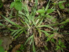 Carex glaucodea