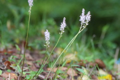 Barnardia japonica, photograph (c) WATANABE Hitoshi 渡辺仁, some rights reserved (CC BY)