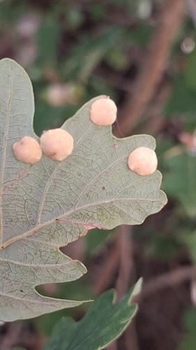 Common Spangle Gall Wasp