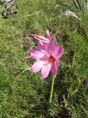 Zephyranthes estensis