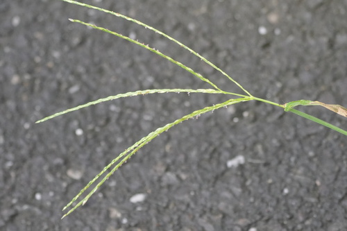 Digitaria ciliaris