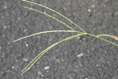 Digitaria ciliaris