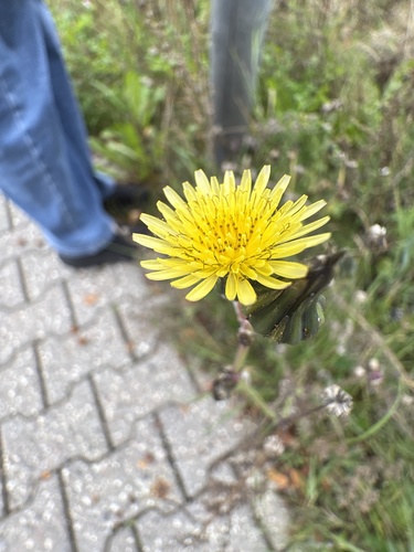 Common Sow-thistle