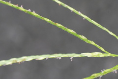 Digitaria ciliaris, photograph (c) WATANABE Hitoshi 渡辺仁, some rights reserved (CC BY)