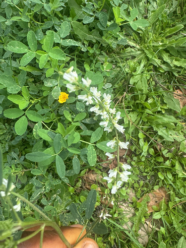 White Sweetclover