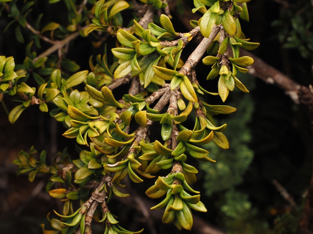 Coprosma pseudocuneata; photograph (c) Angus Campbell, some rights reserved (CC BY)