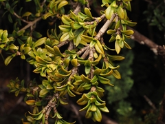 Coprosma pseudocuneata